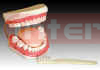   Human teeth model